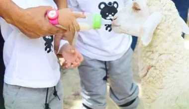 Villa Ternak Cikerai Beserta Alamat Lengkapnya